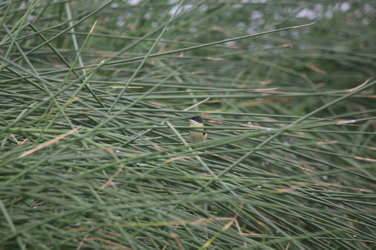 Many-colored Rush Tyrant - ML647535560