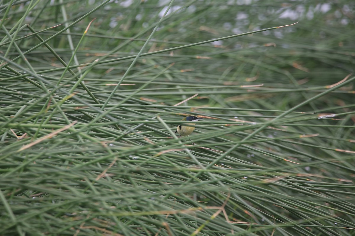 Many-colored Rush Tyrant - ML647535561