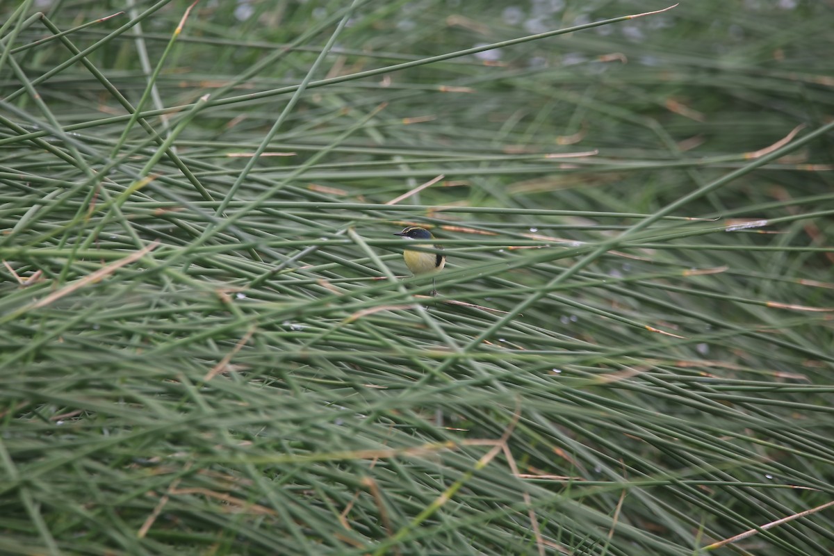 Many-colored Rush Tyrant - ML647535562