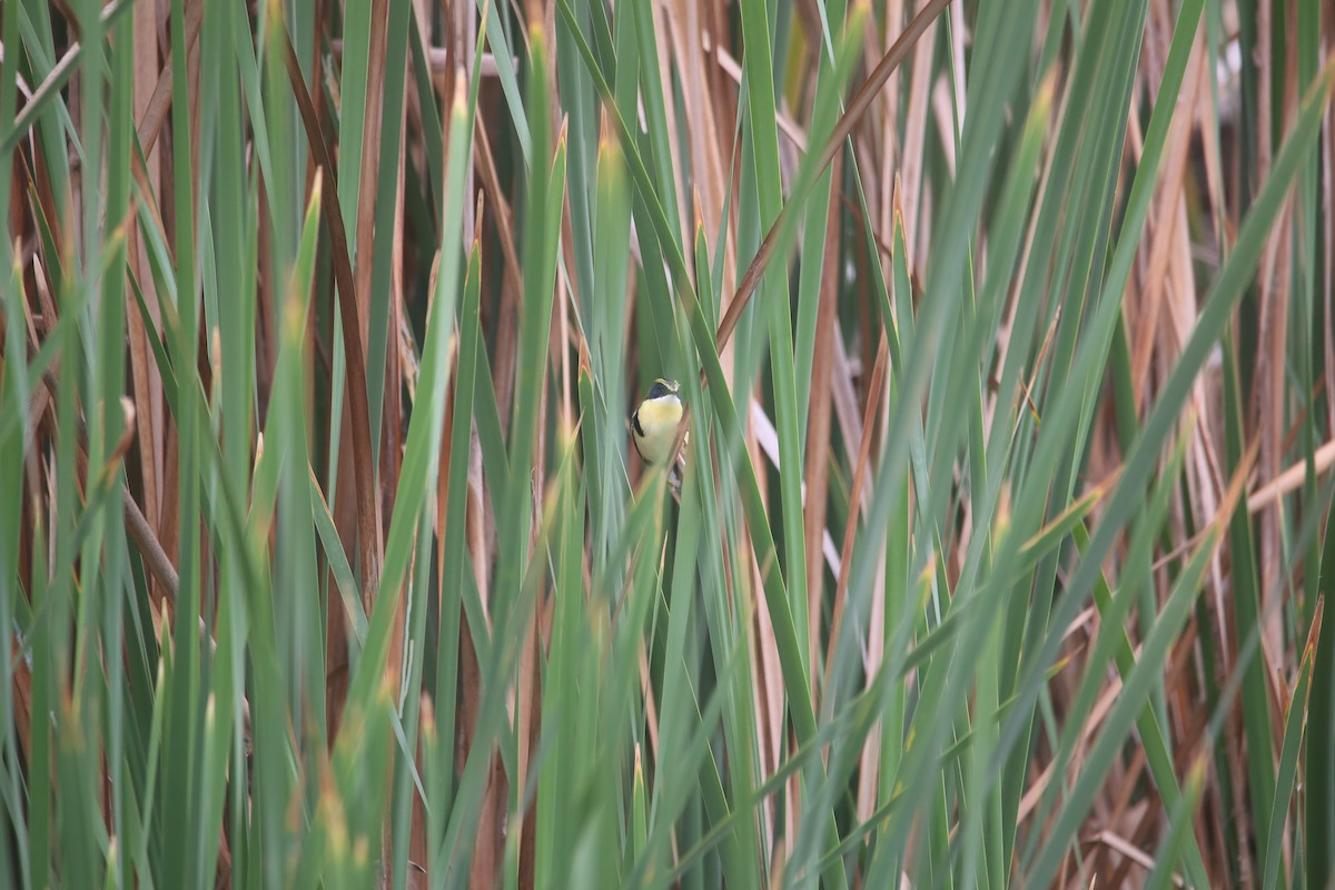 Many-colored Rush Tyrant - ML647535564