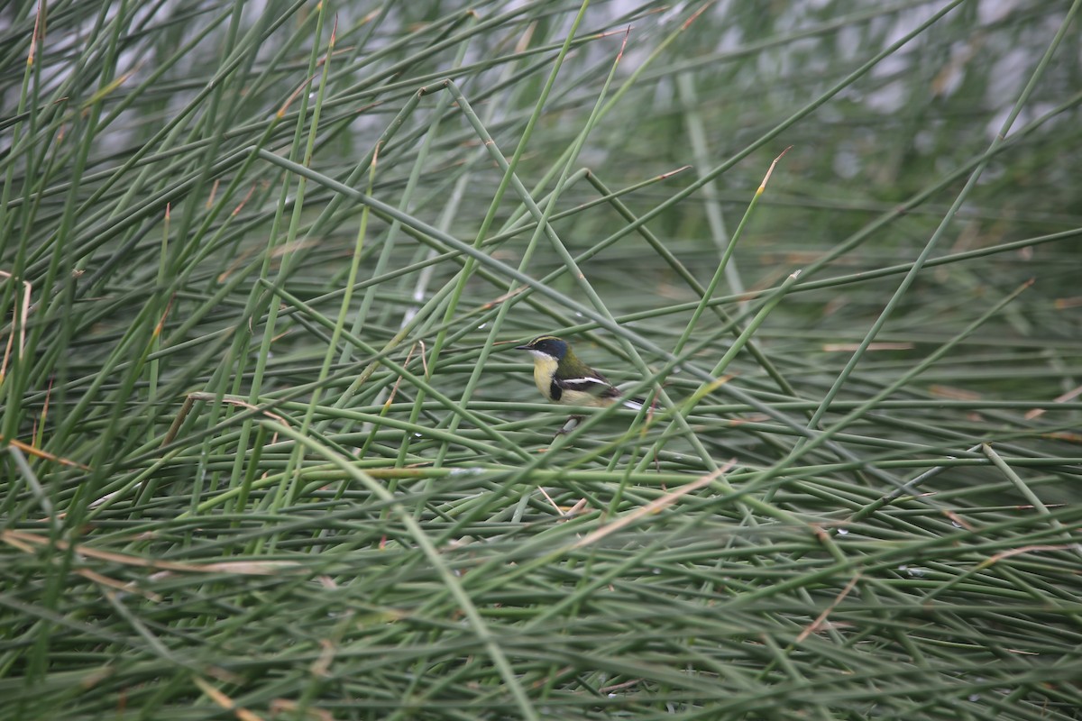 Many-colored Rush Tyrant - ML647535565