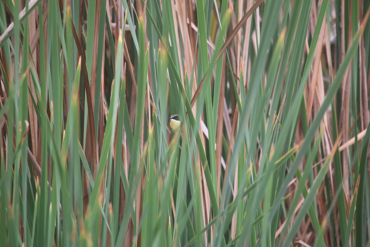 Many-colored Rush Tyrant - ML647535566