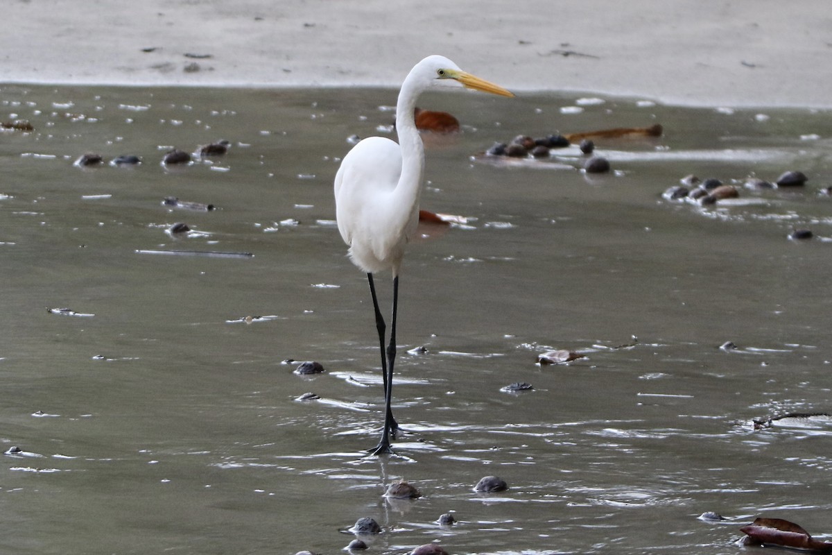 Great Egret - ML647535568