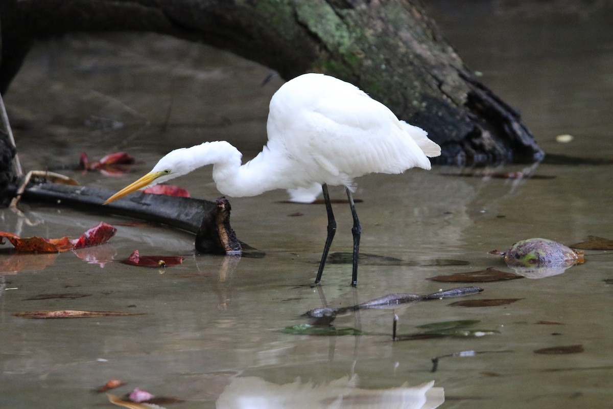 Great Egret - ML647535569