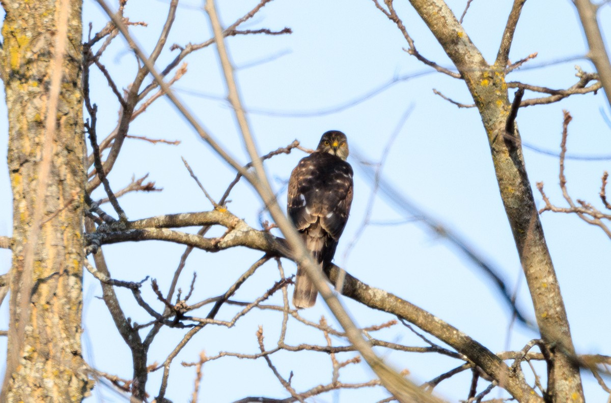 krahujec americký - ML647535579