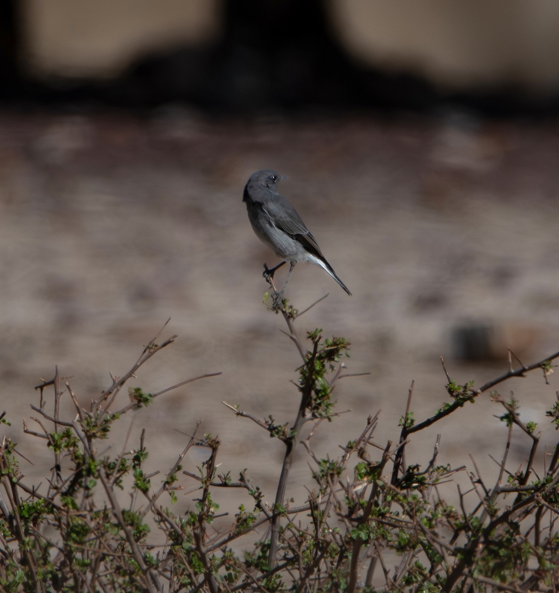 Karoo Chat - ML647535581