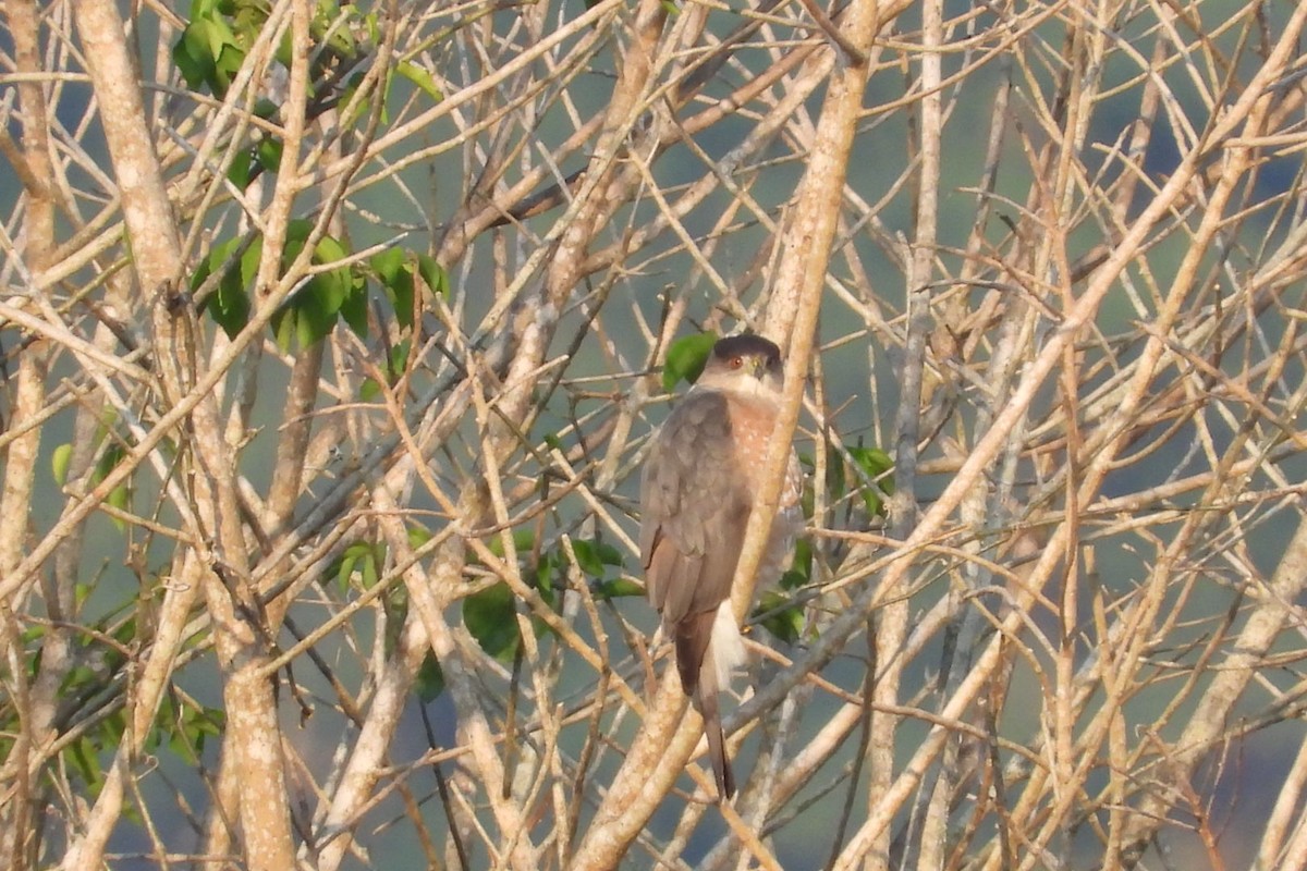 Cooper's Hawk - ML647535586