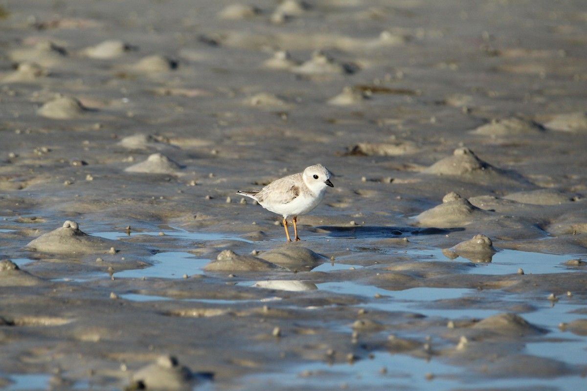Piping Plover - ML647535597