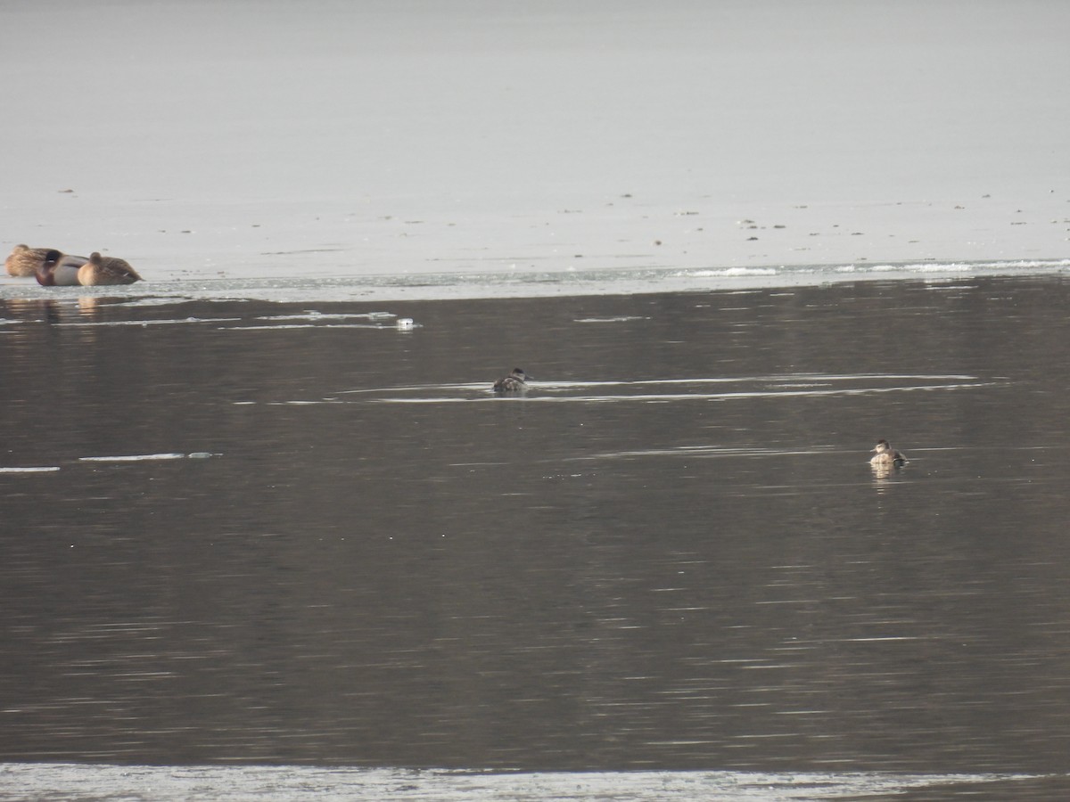 Amerika Dikkuyruğu - ML647535618