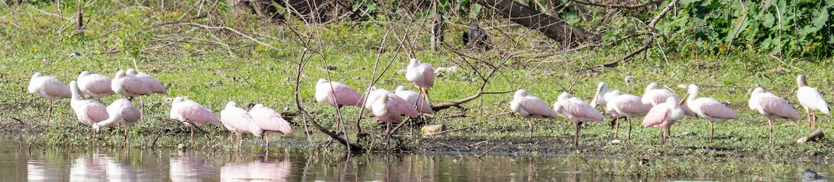 Roseate Spoonbill - ML647535633