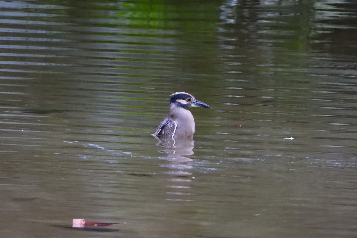 Yellow-crowned Night Heron - ML647535645