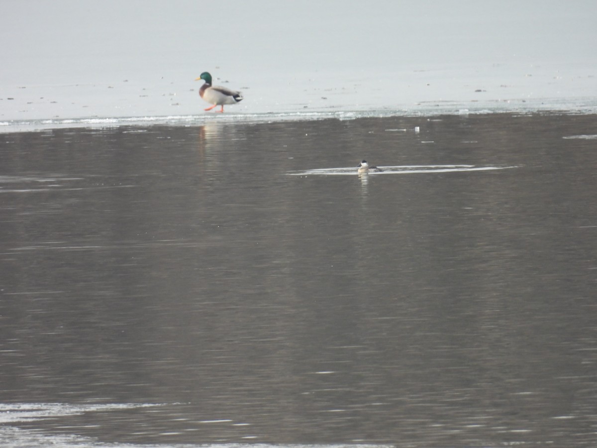 Amerika Dikkuyruğu - ML647535647