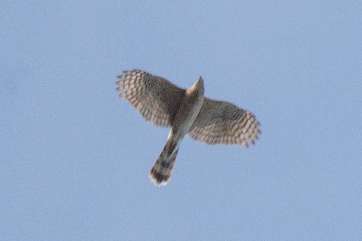 Cooper's Hawk - ML647535648