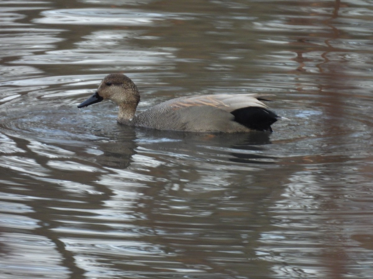 オカヨシガモ - ML647535658