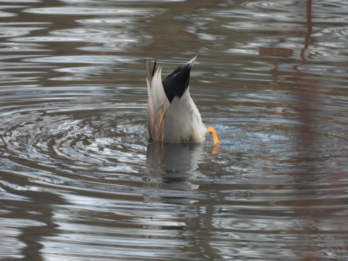 オカヨシガモ - ML647535659