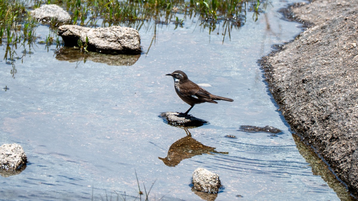 White-winged Cinclodes - ML647535662
