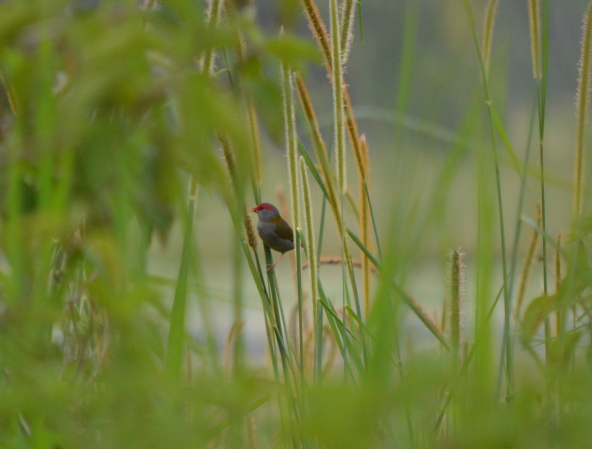 Red-browed Firetail - ML647535663