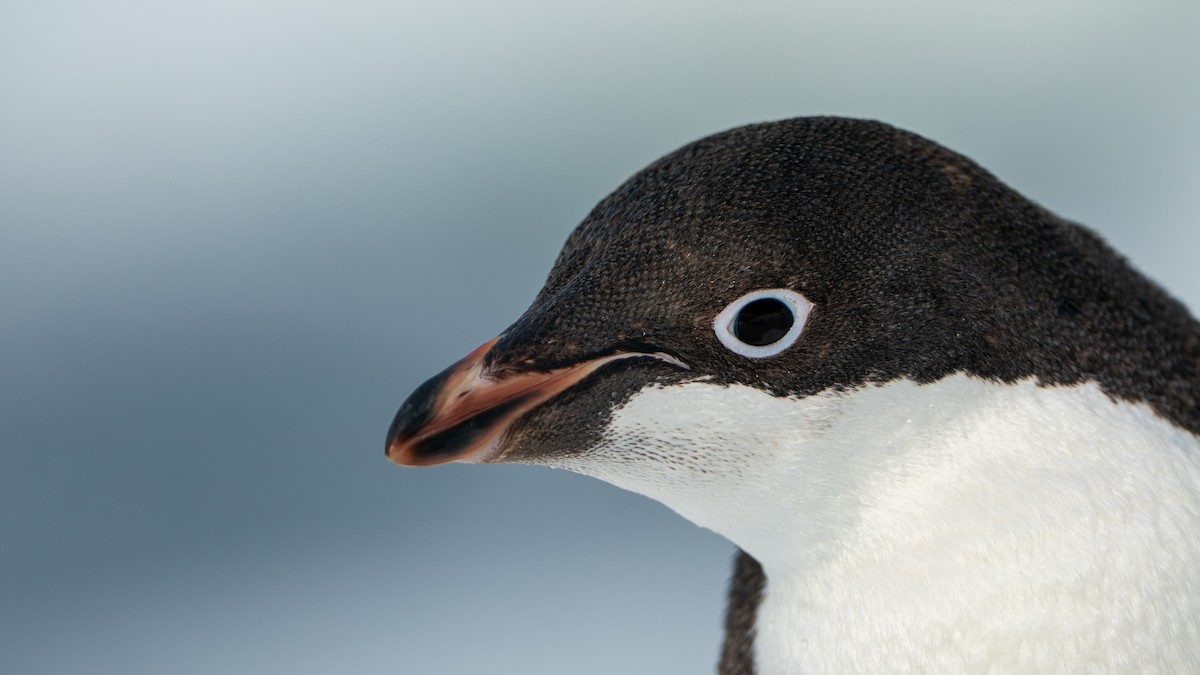 Manchot d'Adélie - ML647535667