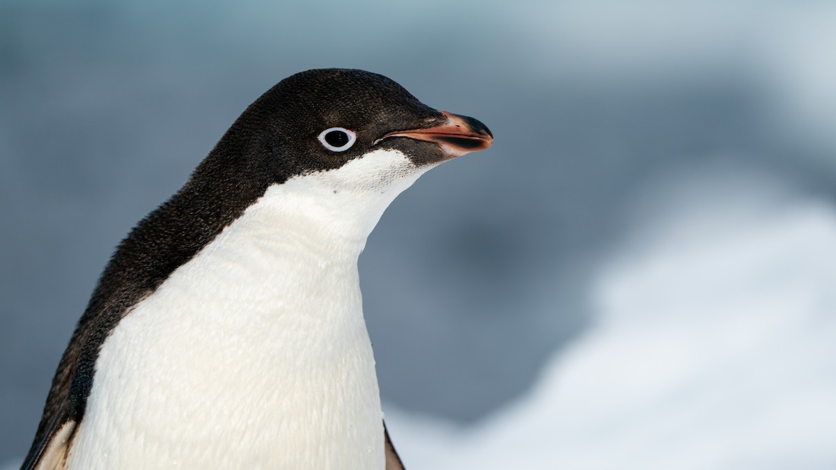 Manchot d'Adélie - ML647535668