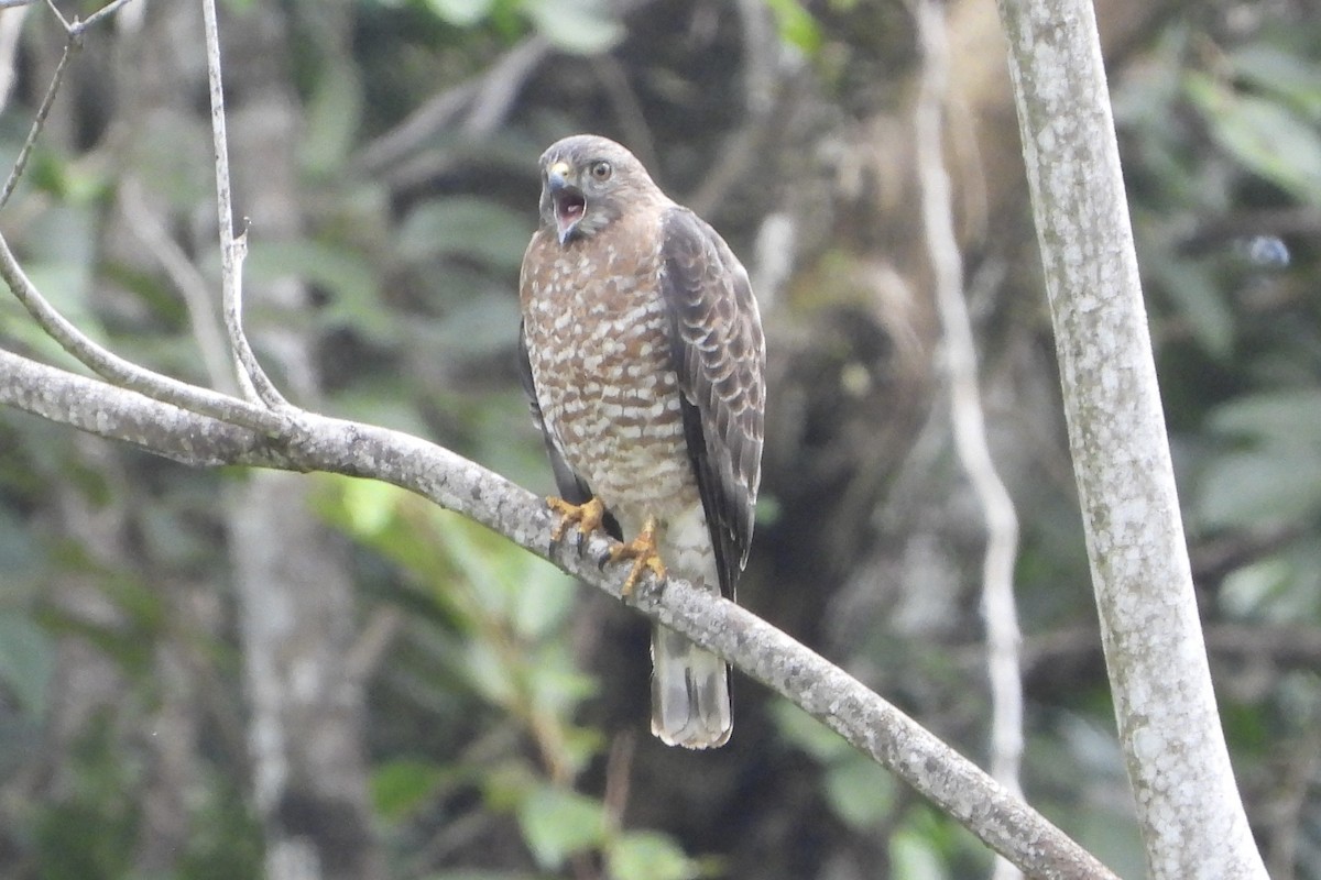 Broad-winged Hawk - ML647535713