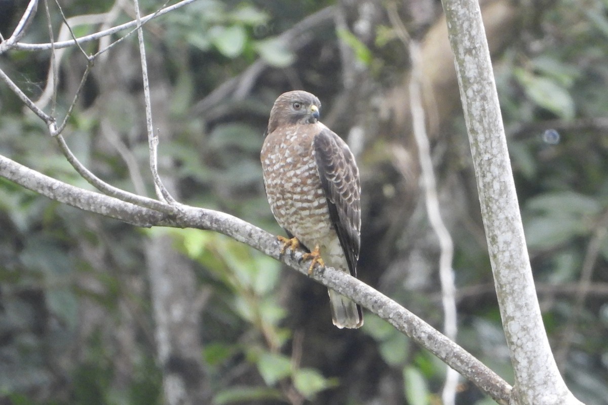 Broad-winged Hawk - ML647535714