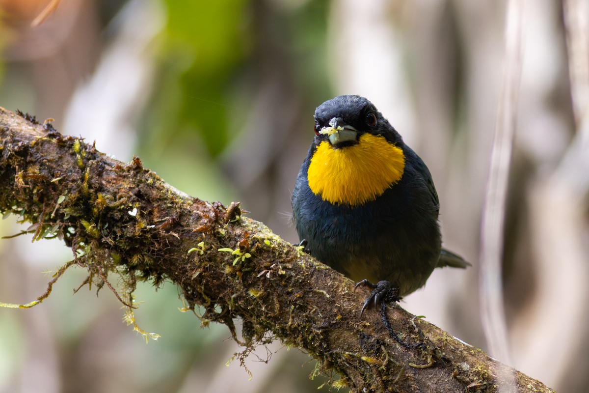 Purplish-mantled Tanager - ML647535735