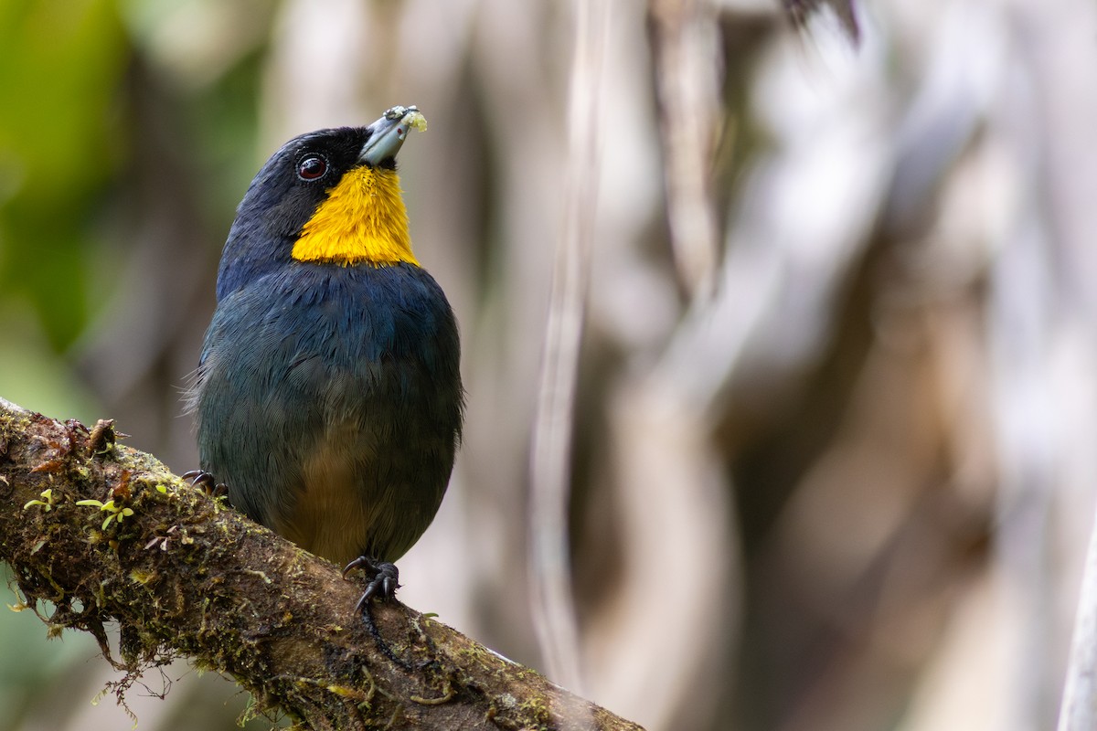 Purplish-mantled Tanager - ML647535736