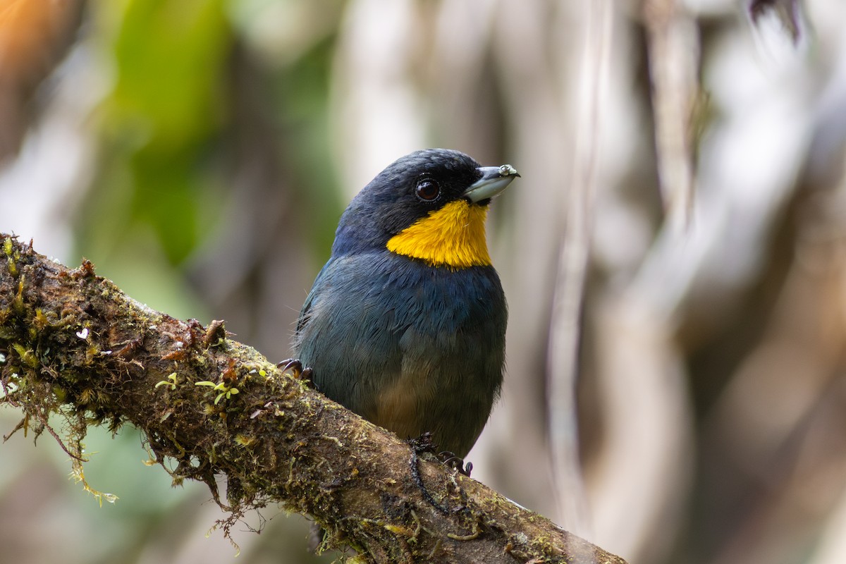 Purplish-mantled Tanager - ML647535737