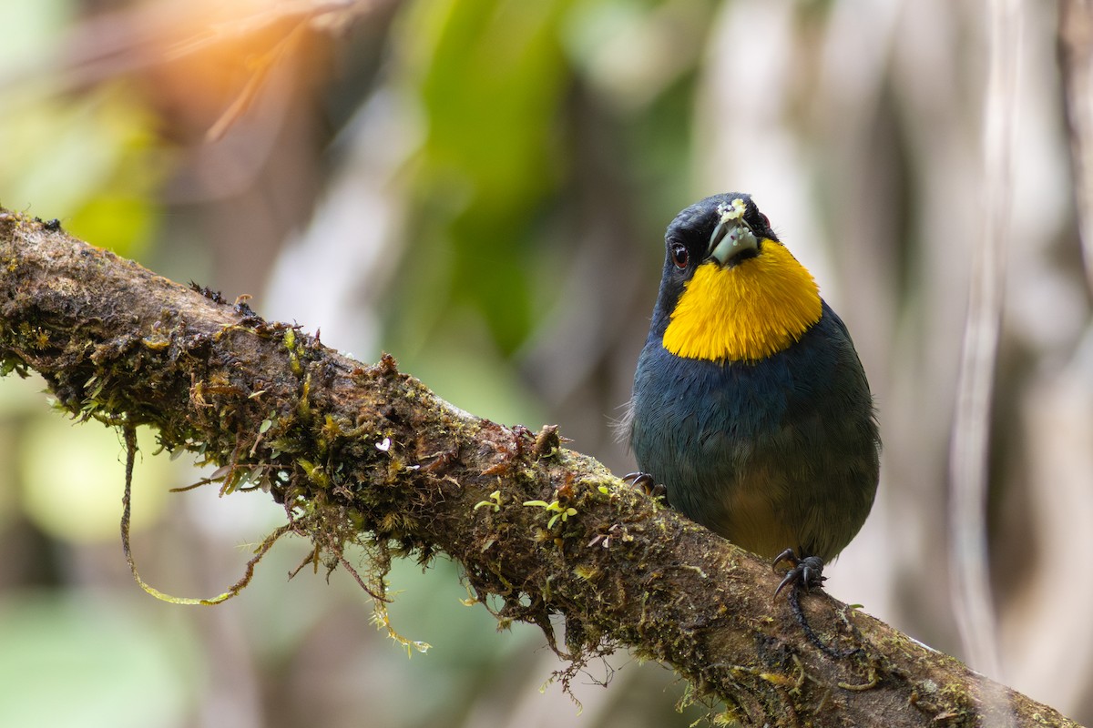 Purplish-mantled Tanager - ML647535738