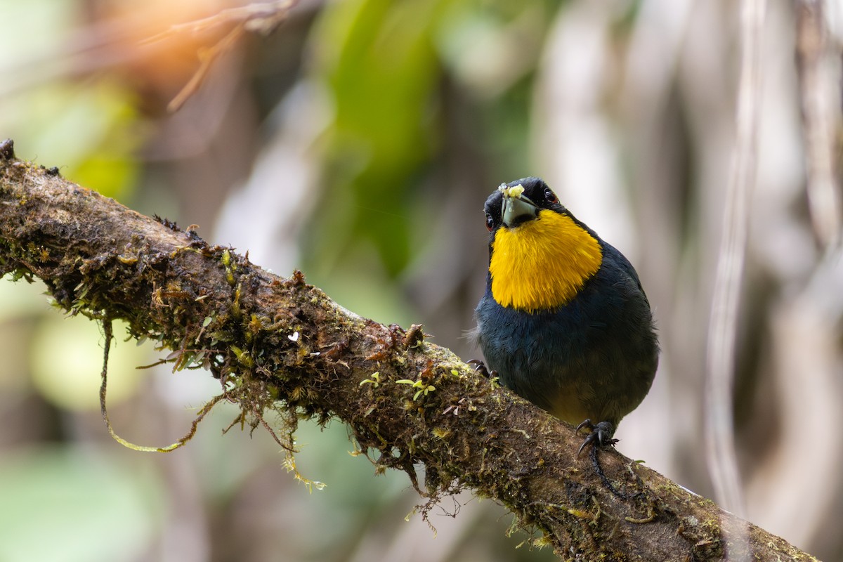 Purplish-mantled Tanager - ML647535739