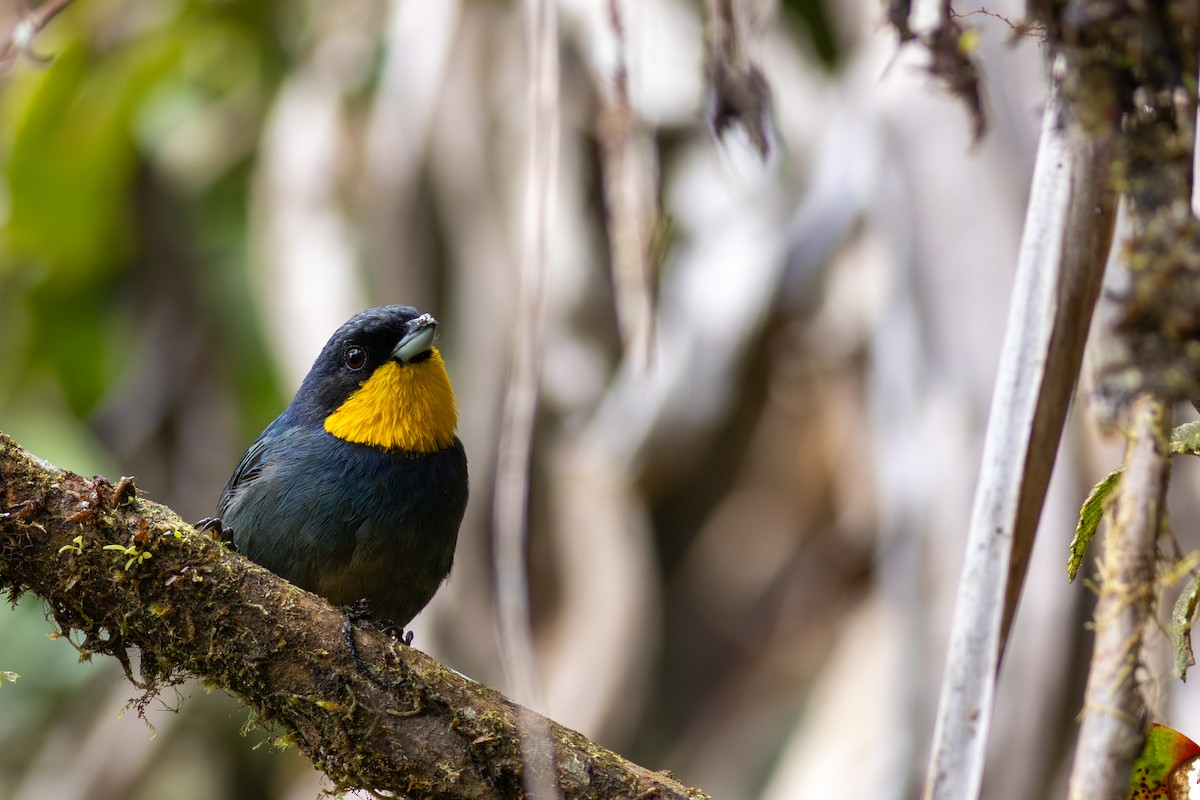 Purplish-mantled Tanager - ML647535741