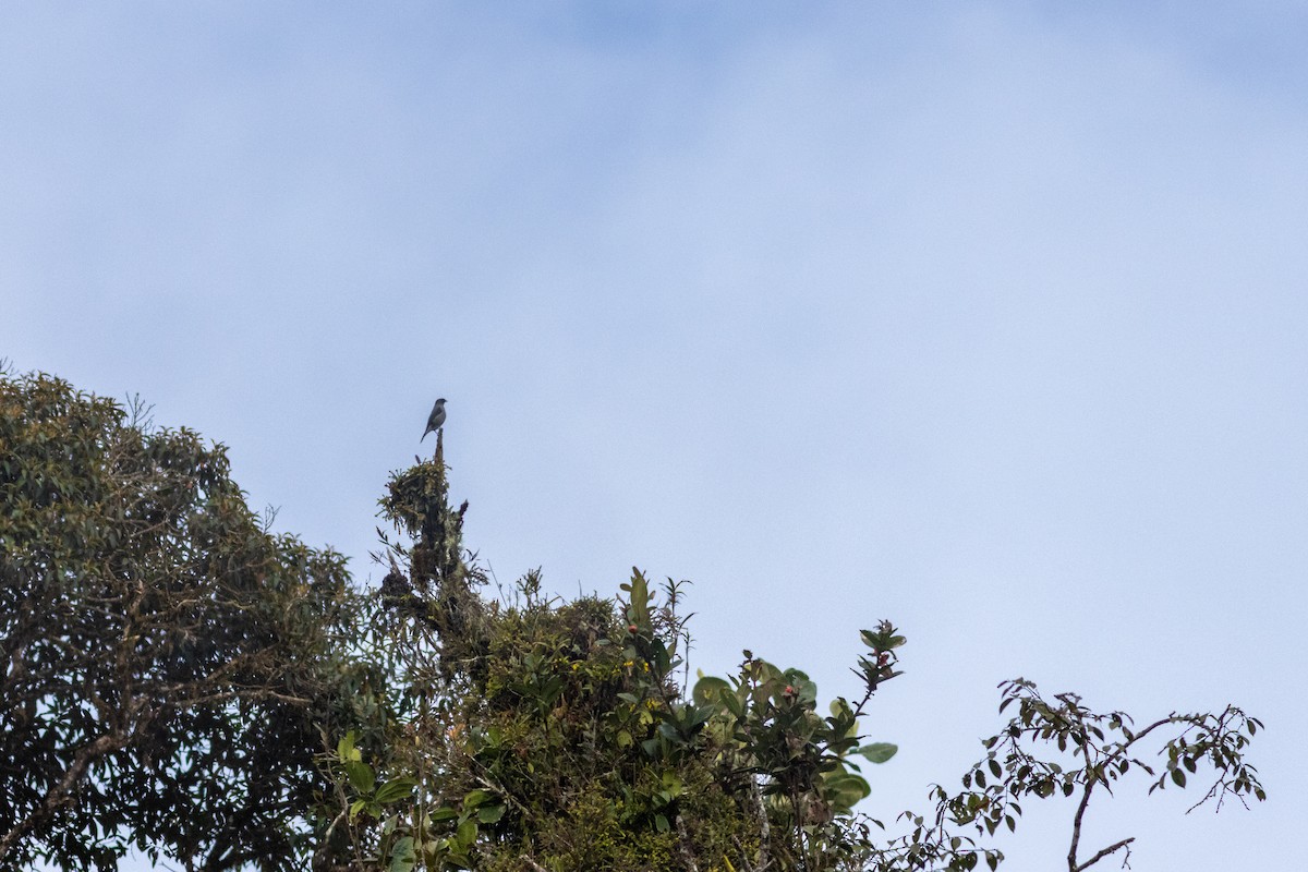 Red-crested Cotinga - ML647535744