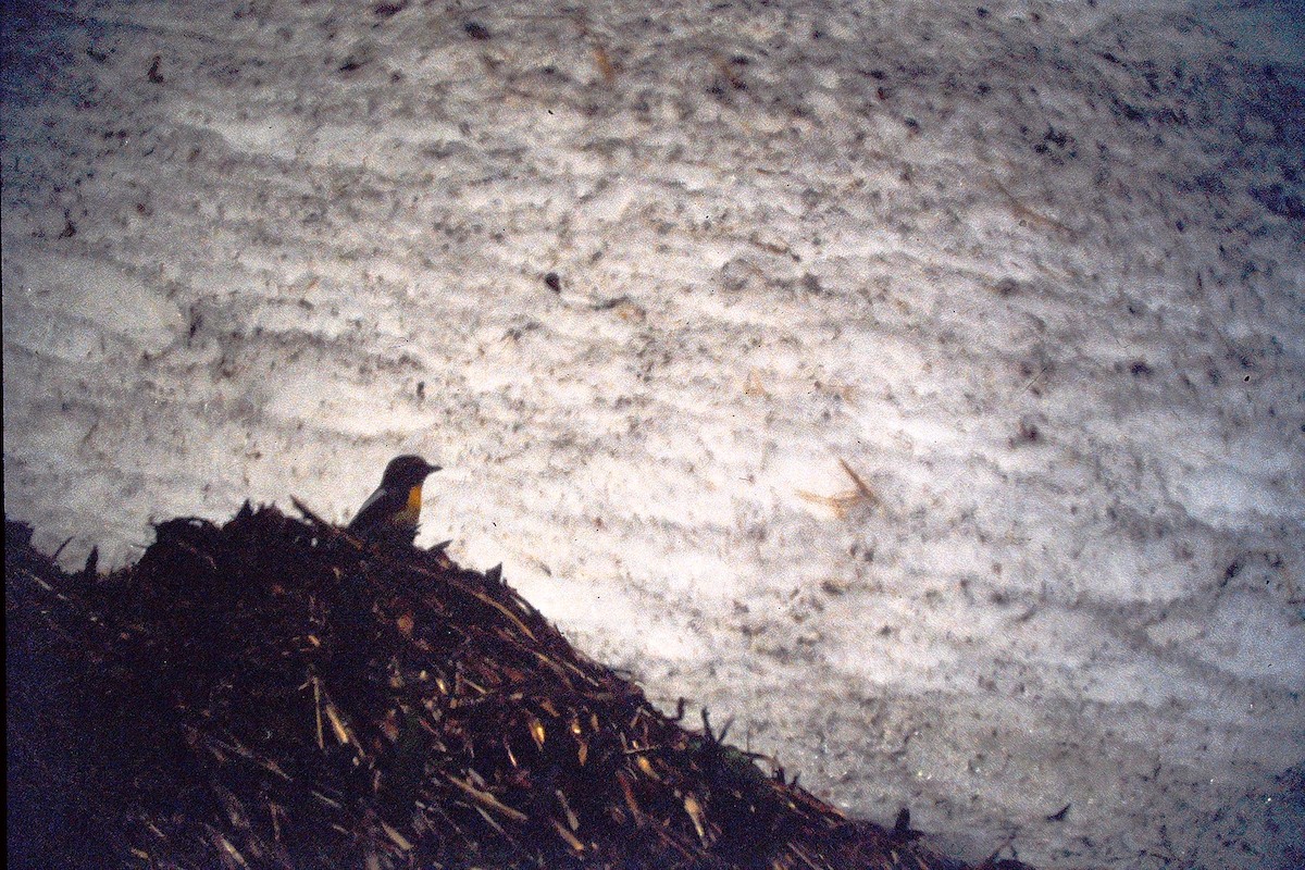 Narzissenschnäpper - ML647535747