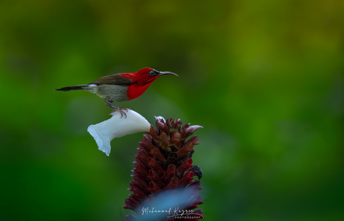 Souimanga siparaja - ML647535752