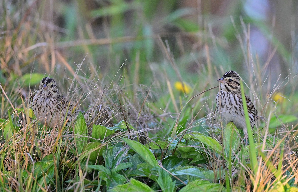 Bruant des prés - ML647535753