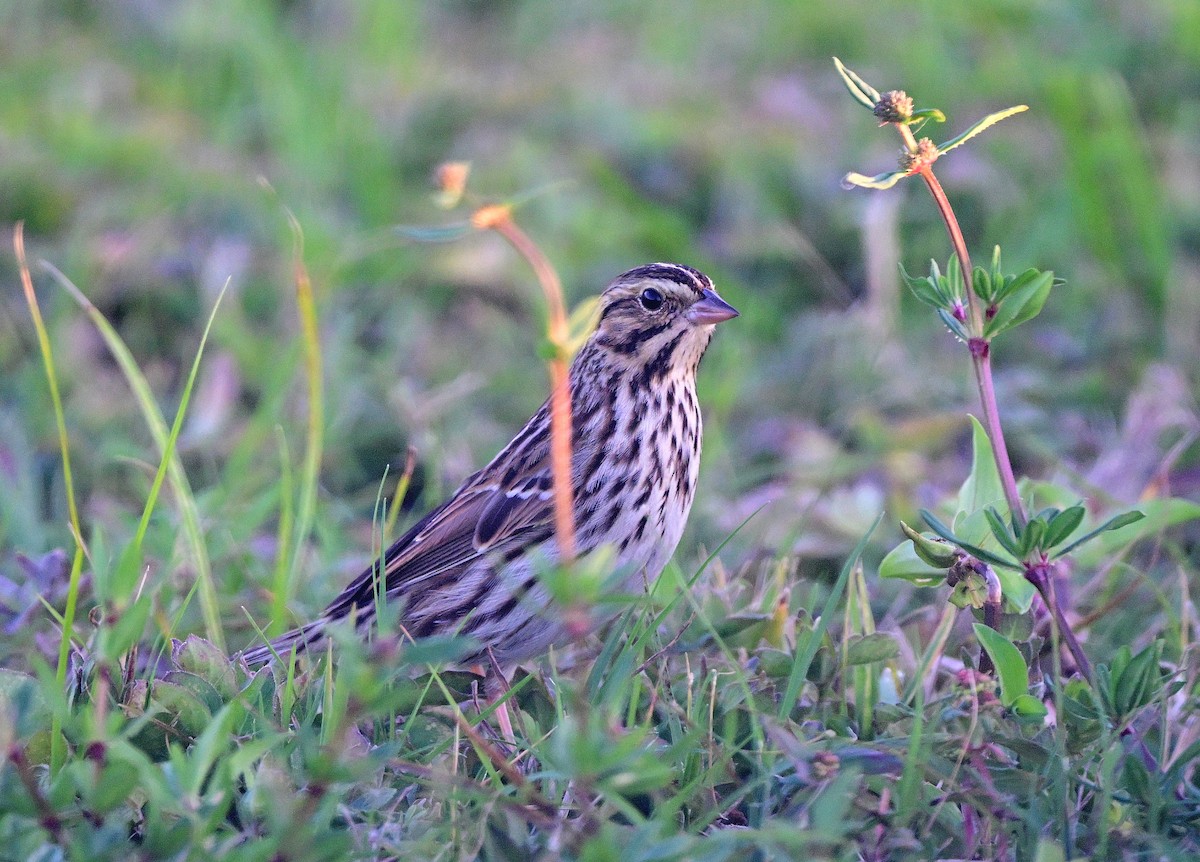 Bruant des prés - ML647535754