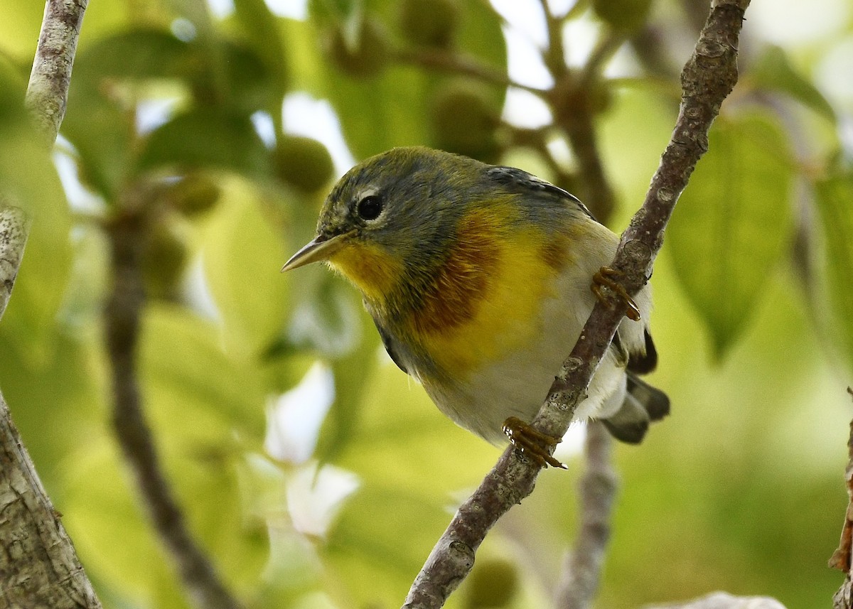 Northern Parula - ML647535758