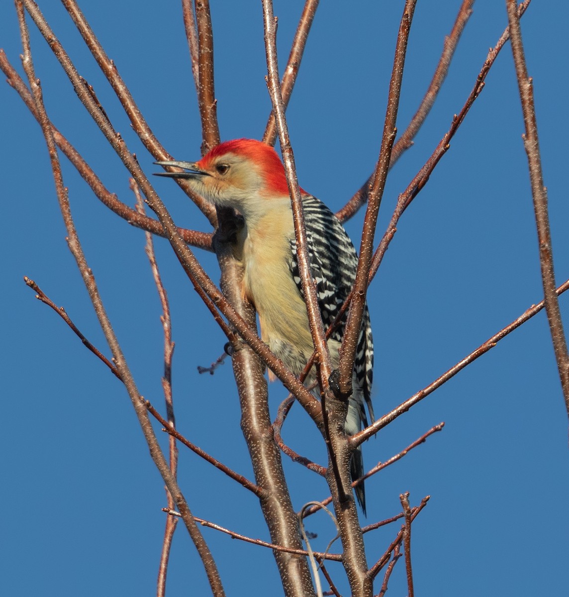 datel karolínský - ML647535759