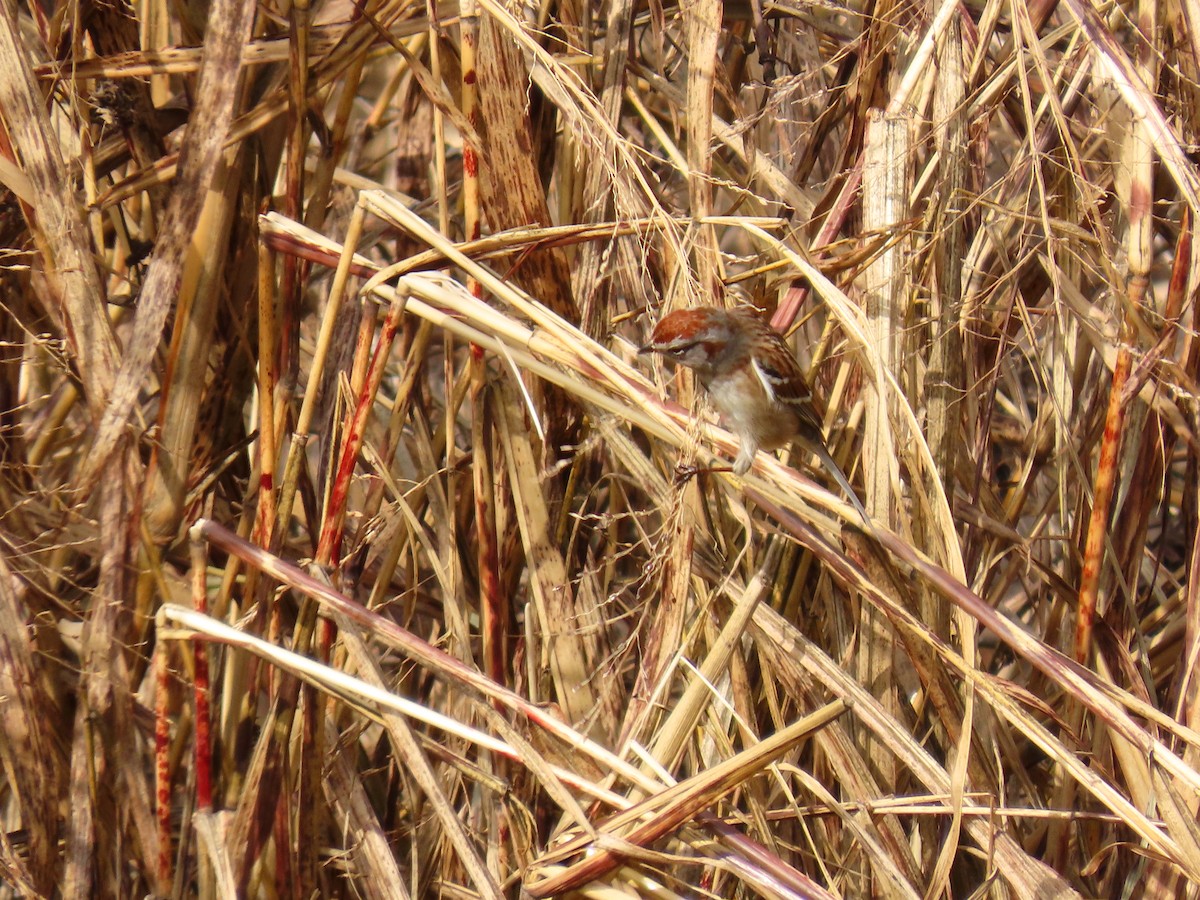 ムナフヒメドリ - ML647535760