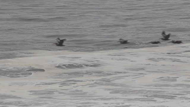 Pélican thage - ML647535765