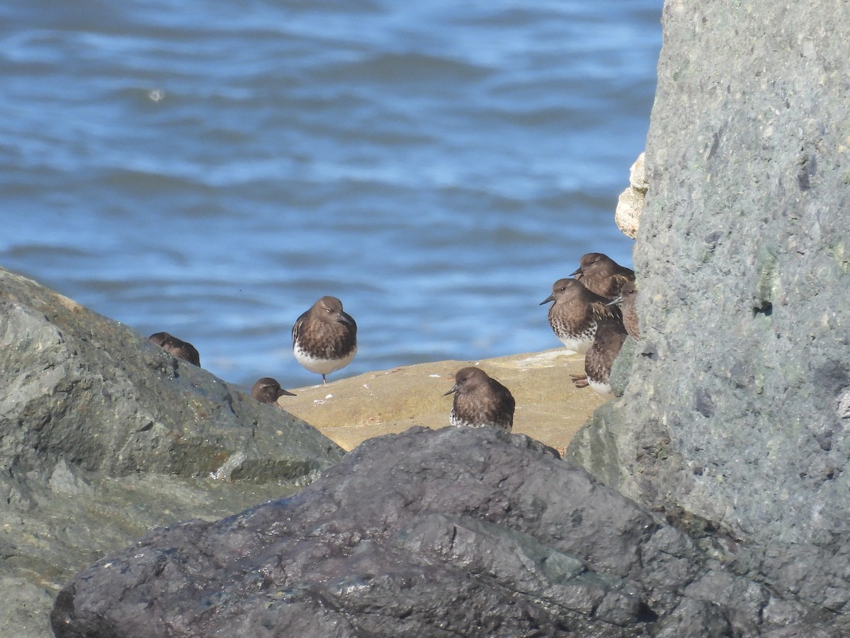 Tournepierre noir - ML647535766