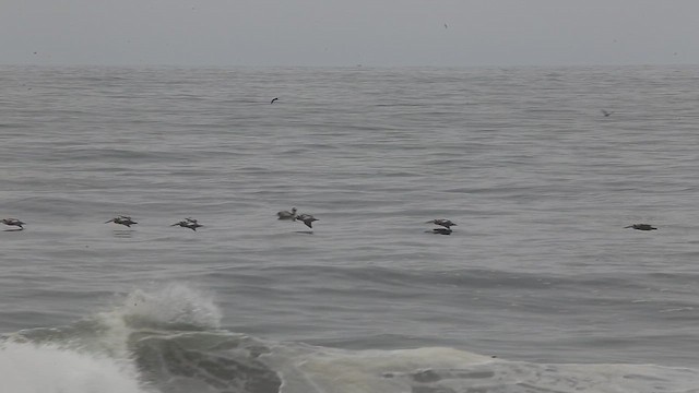 Peruvian Pelican - ML647535767