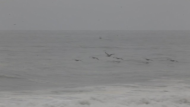 Peruvian Pelican - ML647535768