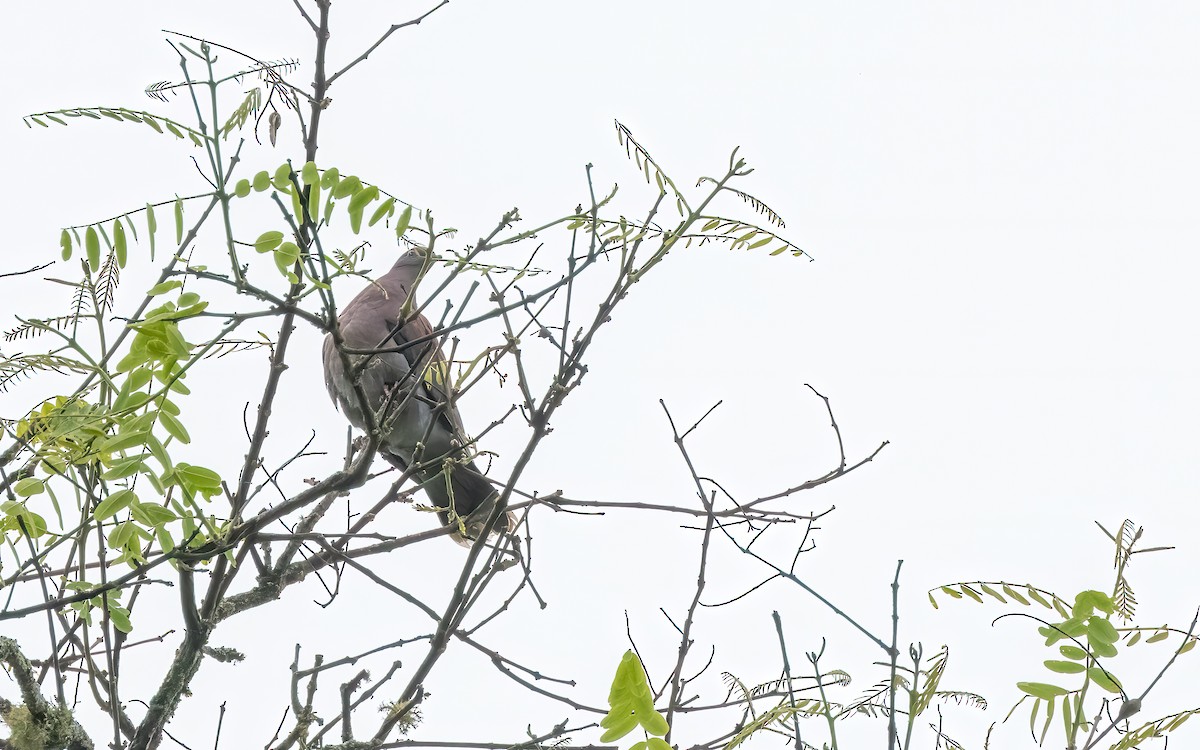Pigeon rousset - ML647535769