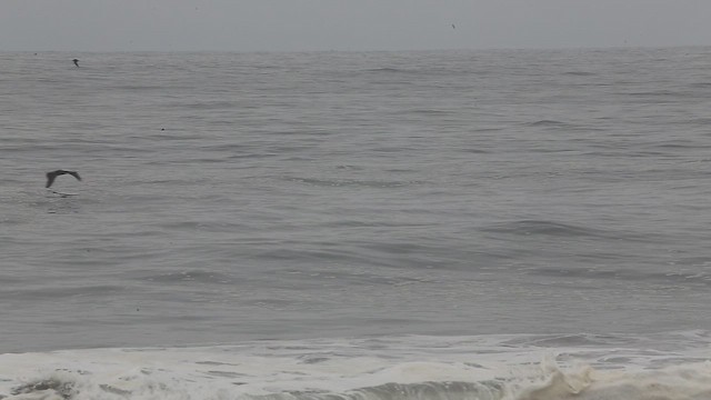 Peruvian Pelican - ML647535770