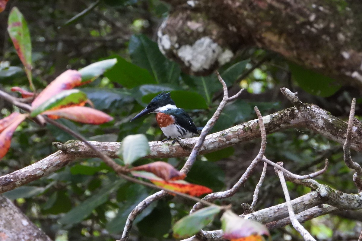 Martin-pêcheur vert - ML647535771
