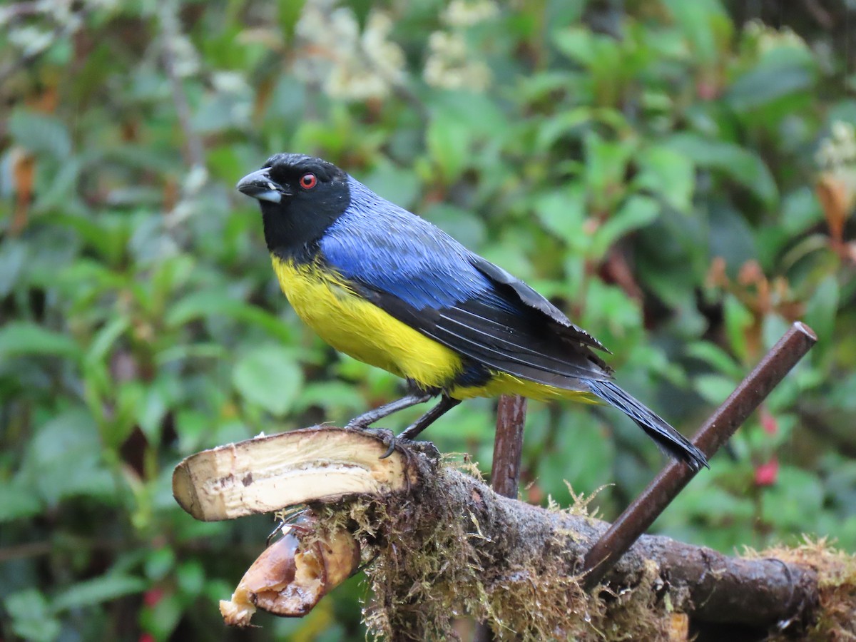 Tangara montagnard - ML647535772