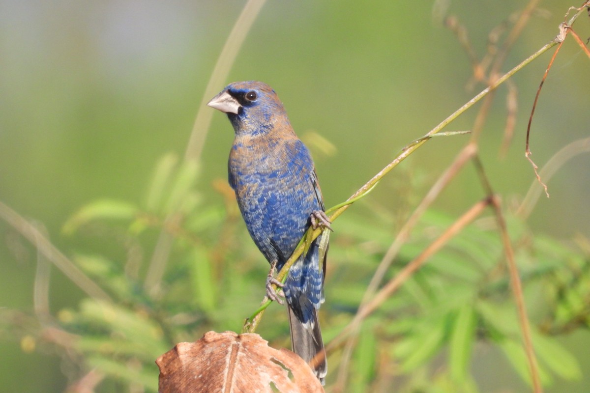 Guiraca bleu - ML647535773