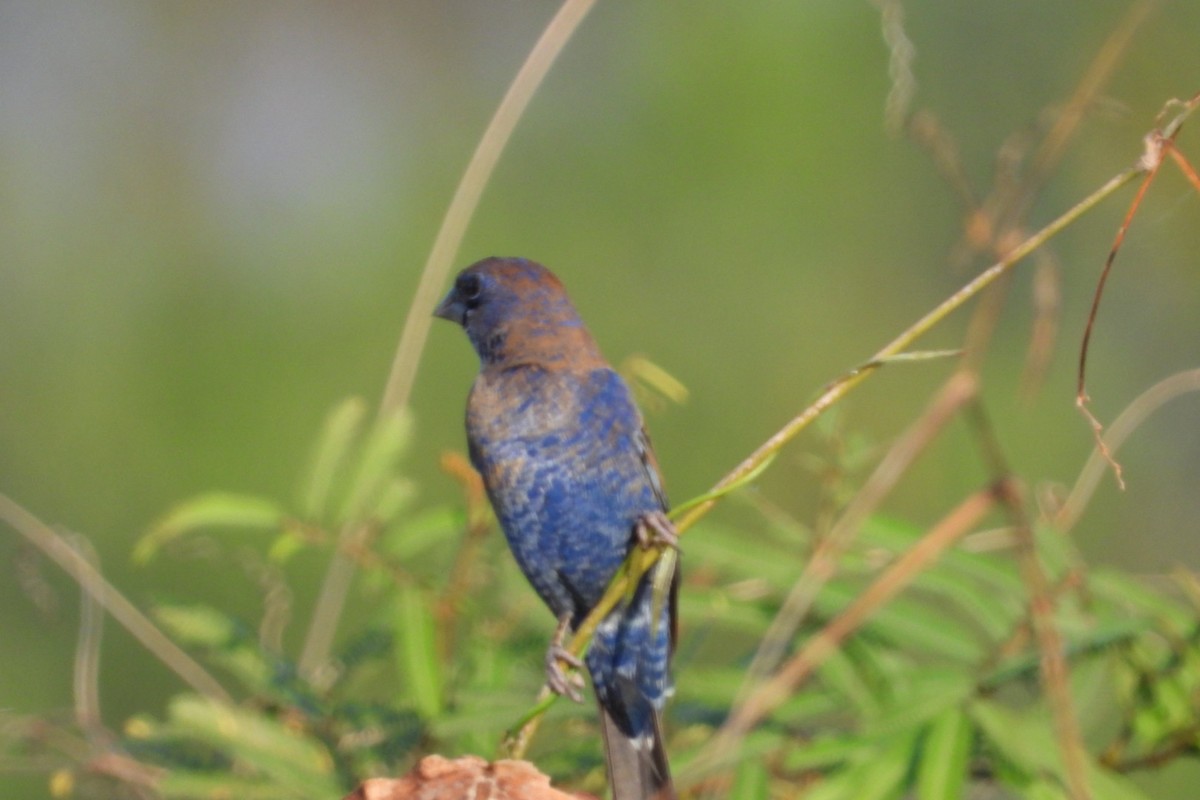 Guiraca bleu - ML647535774