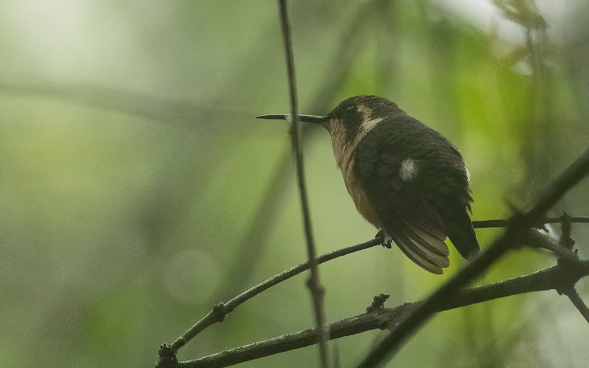 Colibri de Burmeister - ML647535775